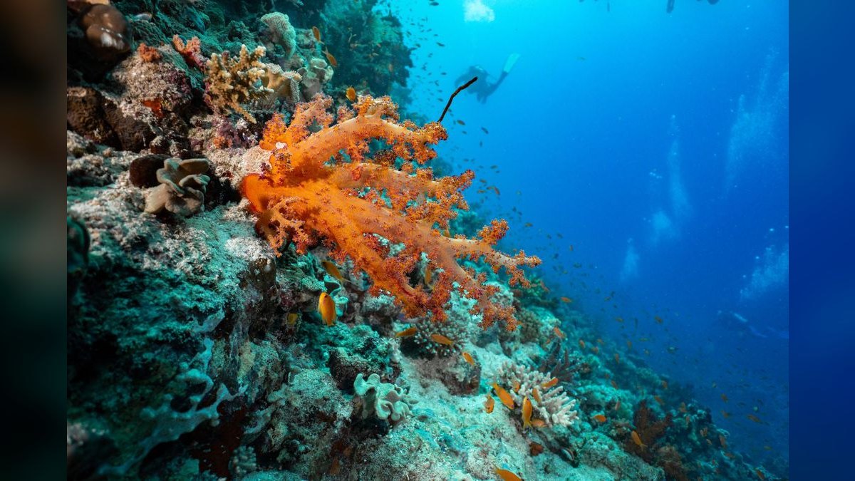 Top 10 Beginner-Friendly Saltwater Fish for Nano Reefs — figure 4