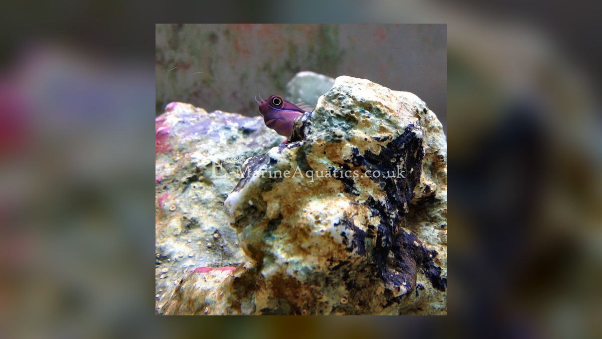 Top 10 Beginner-Friendly Saltwater Fish for Nano Reefs in 2027 — figure 6