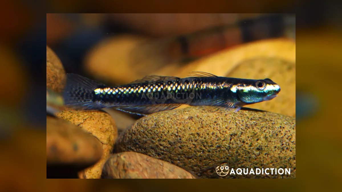 Top 10 Beginner-Friendly Saltwater Fish for Nano Reefs in 2027 — figure 7
