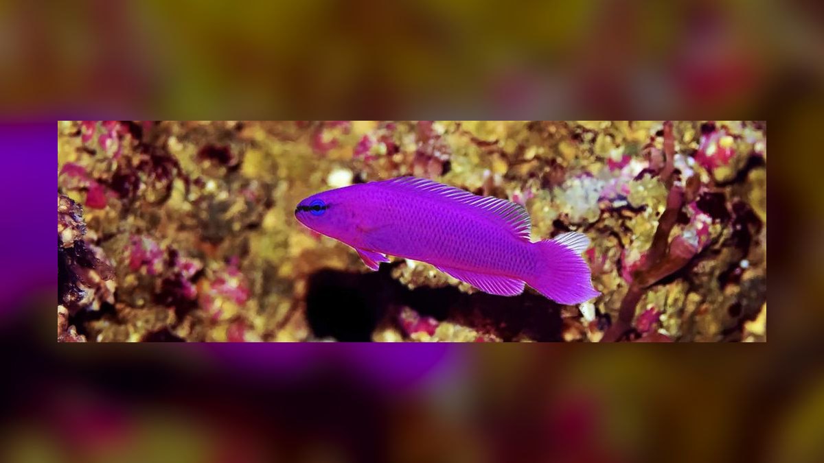 Top 10 Beginner-Friendly Saltwater Fish for Nano Reefs in 2027 — figure 8