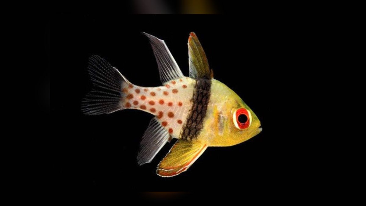 Top 10 Beginner-Friendly Saltwater Fish for Nano Reefs in 2027 — figure 9