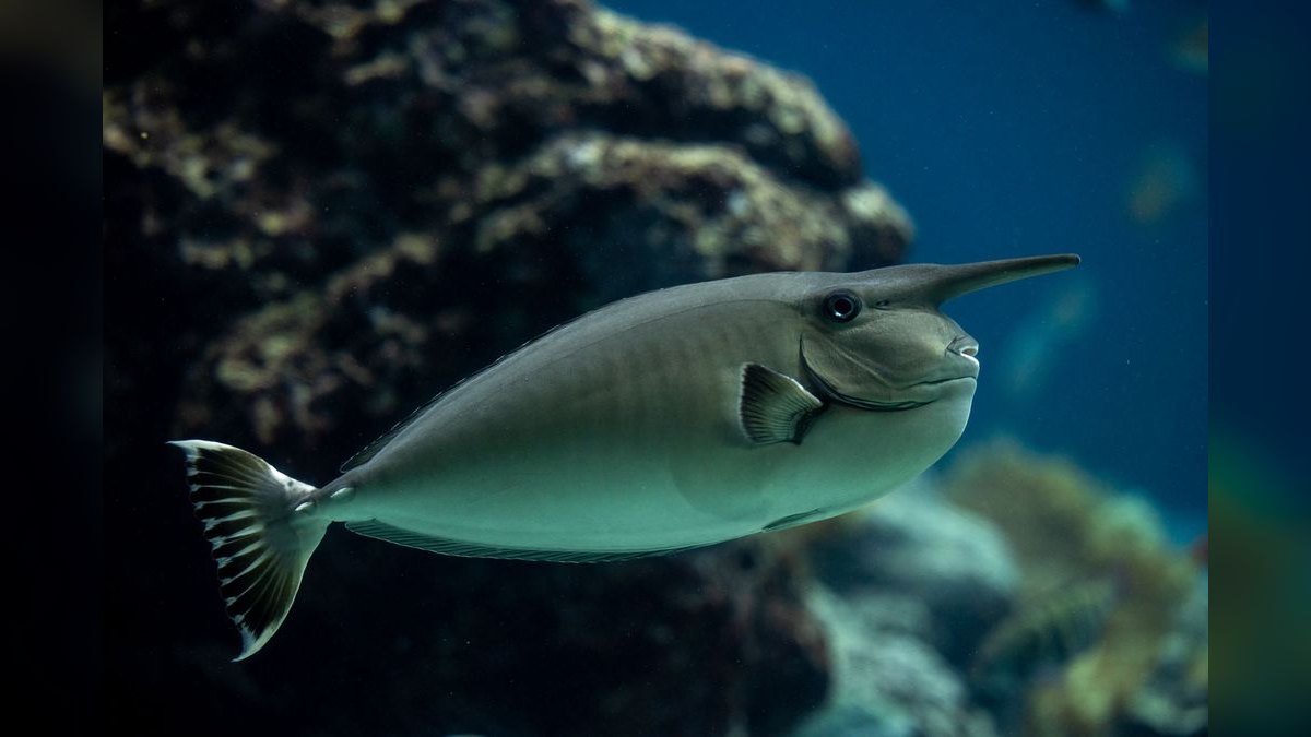 Top 10 Beginner-Friendly Saltwater Fish for Nano Reefs in 2027