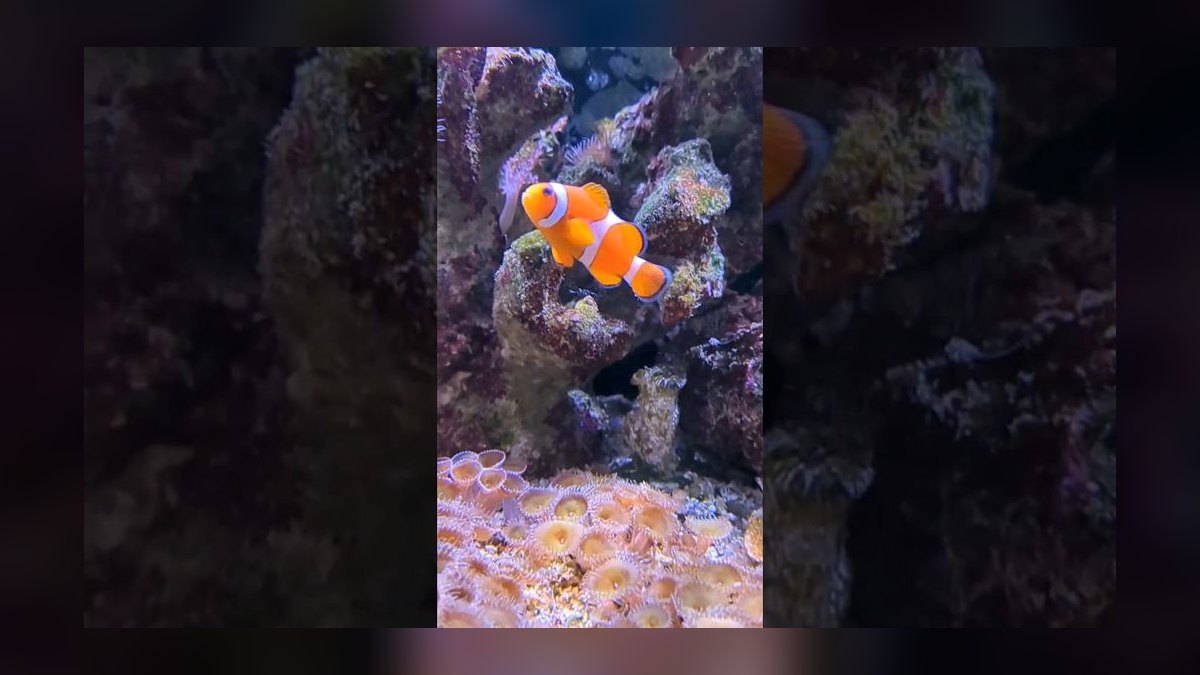 Top 10 Beginner-Friendly Saltwater Fish for Nano Reefs in 2027