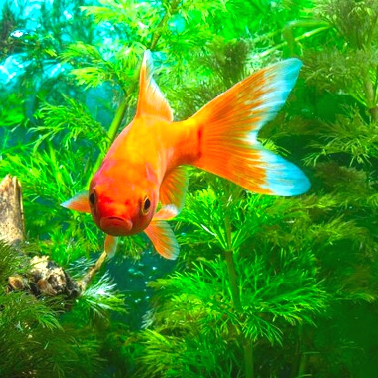 Goldfish swimming in aquarium