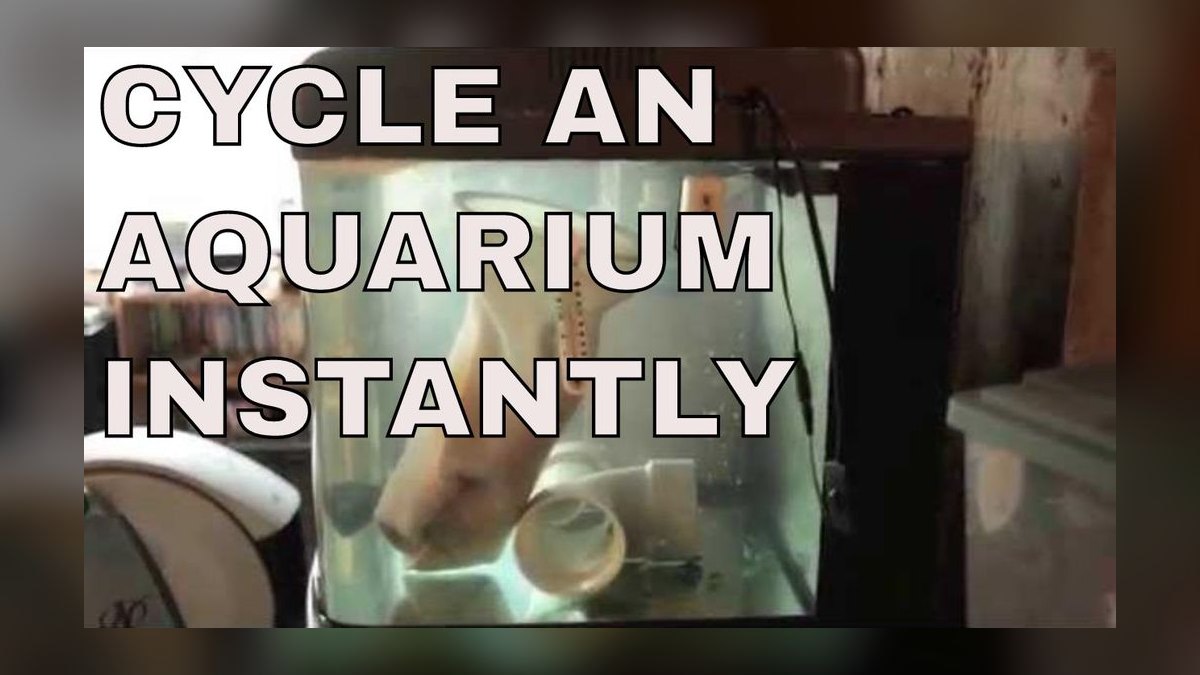 What is the nitrogen cycle in an aquarium — figure 7