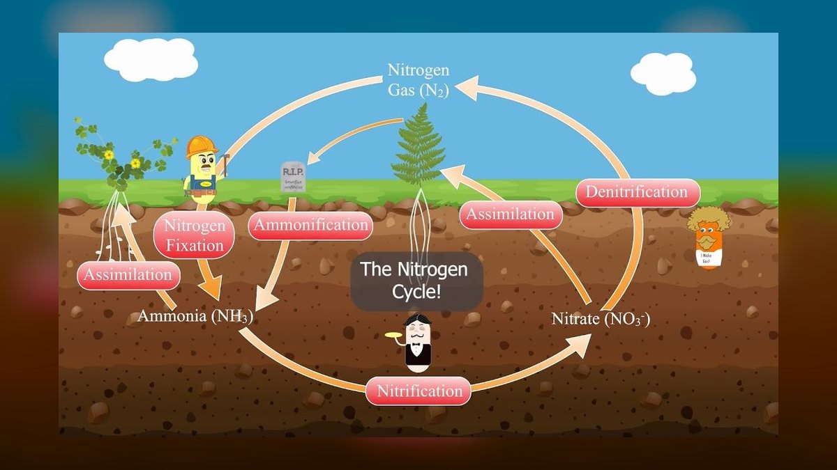What is the nitrogen cycle in an aquarium — figure 8