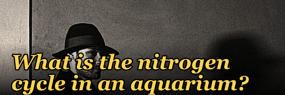 What is the nitrogen cycle in an aquarium?