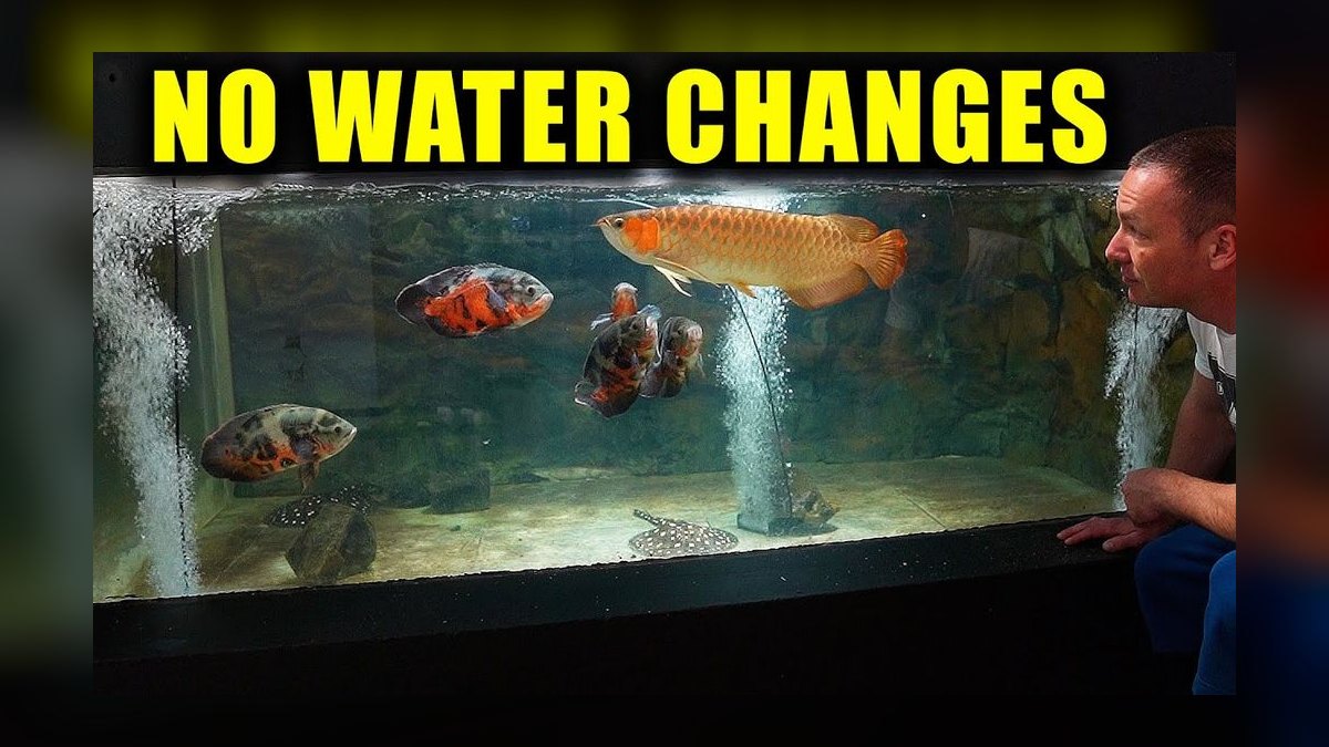 How often should you do water changes in a freshwater tank — figure 2