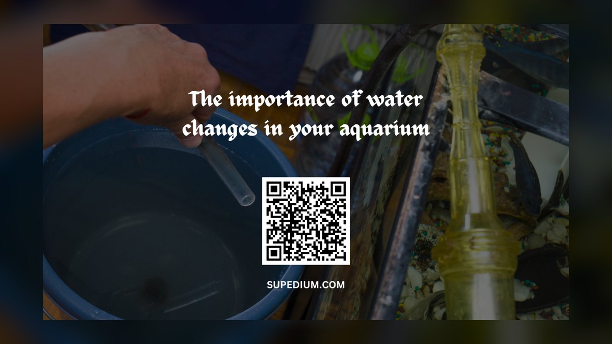 How often should you do water changes in a freshwater tank — figure 3