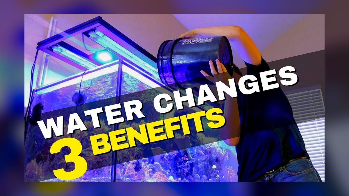 How often should you do water changes in a freshwater tank — figure 4