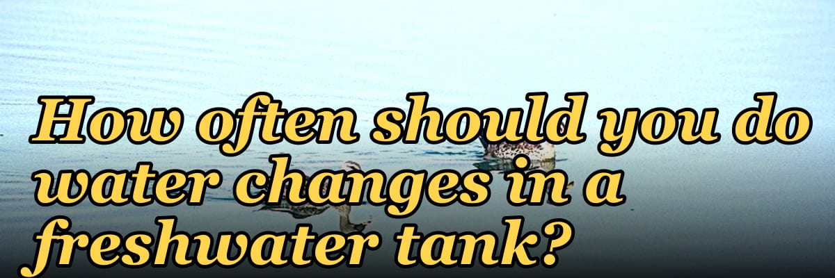 How often should you do water changes in a freshwater tank?