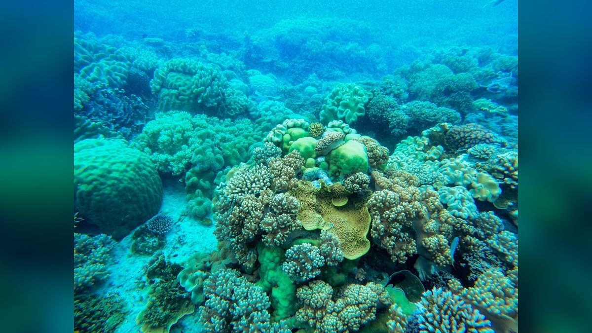 How do you lower nitrates in a reef tank?