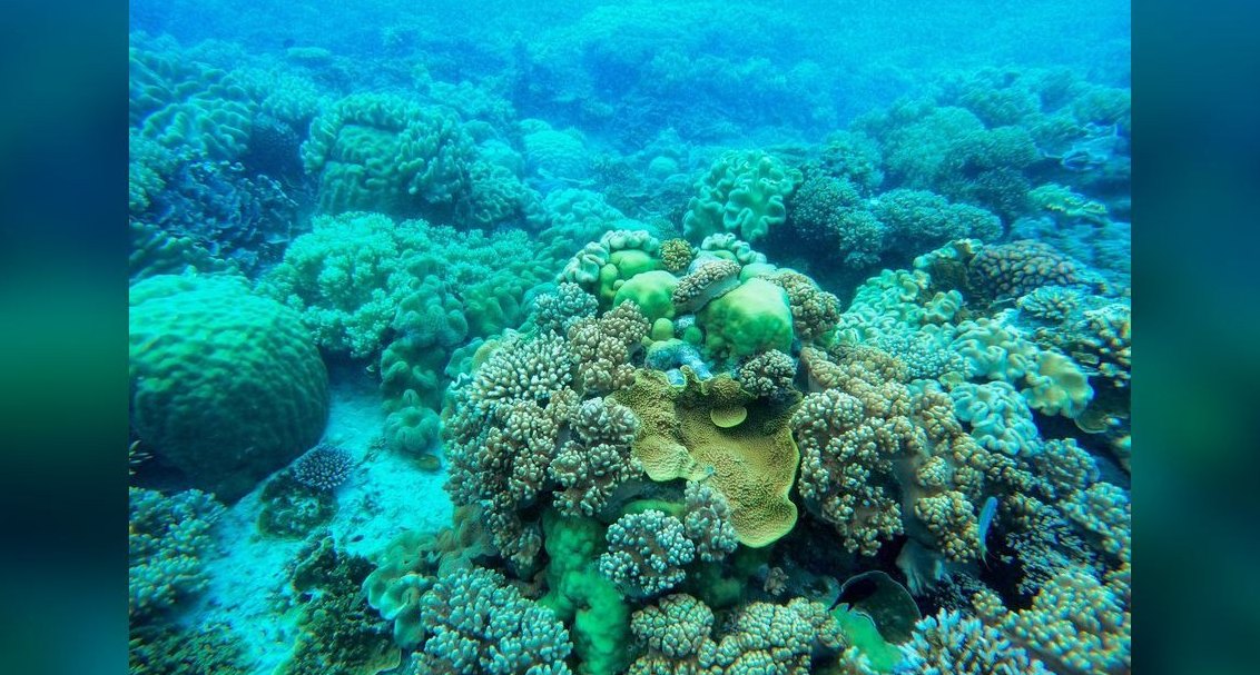 How do you lower nitrates in a reef tank in 2027?