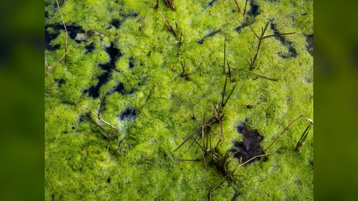 What causes algae blooms in aquariums and how do you stop them — figure 1