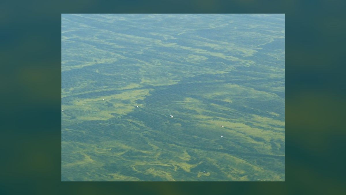 What causes algae blooms in aquariums and how do you stop them — figure 10