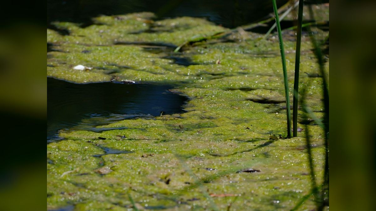 What causes algae blooms in aquariums and how do you stop them — figure 2