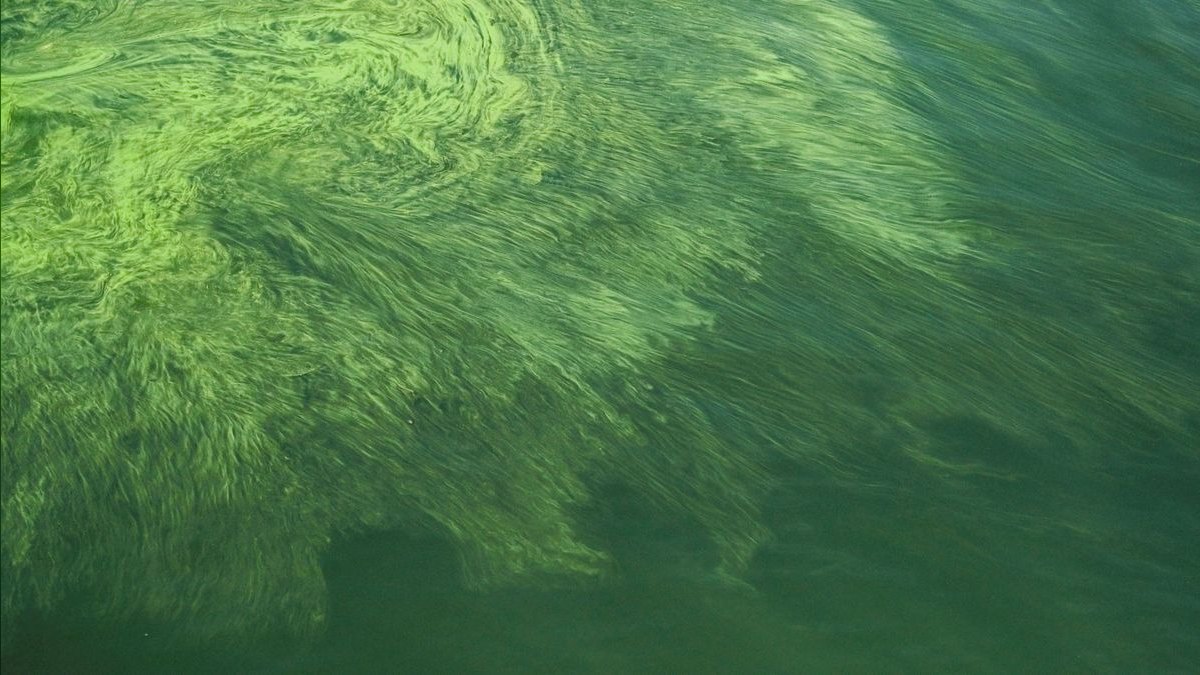 What causes algae blooms in aquariums and how do you stop them — figure 3