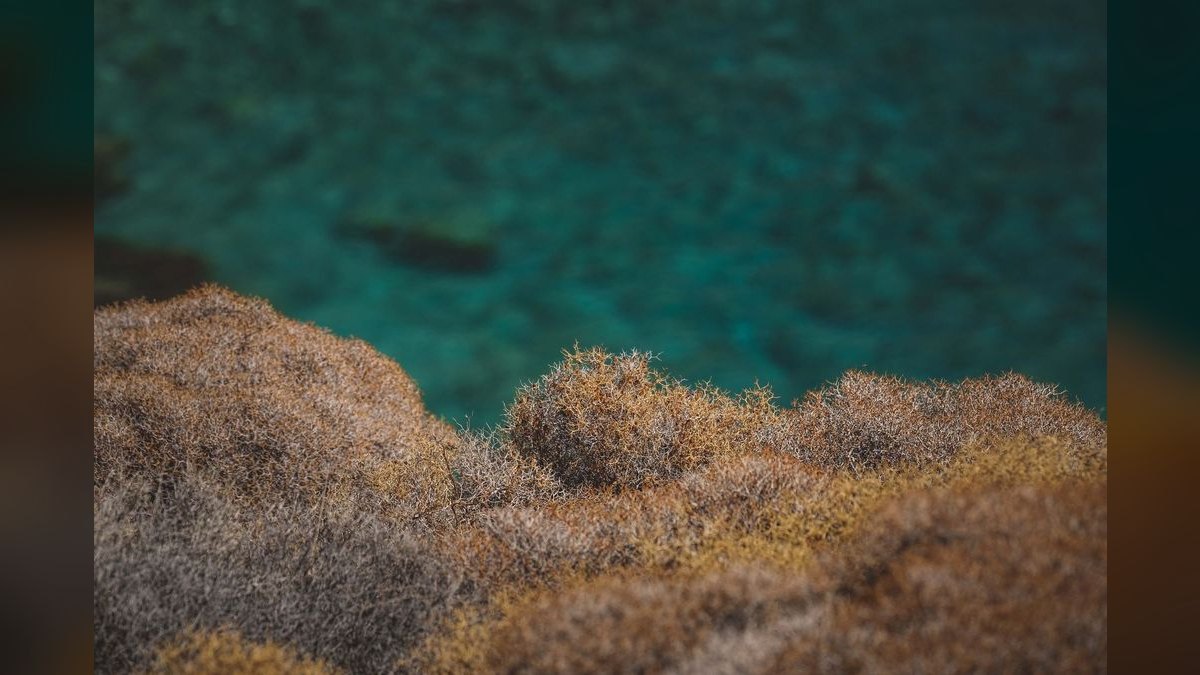 What causes algae blooms in aquariums and how do you stop them — figure 5