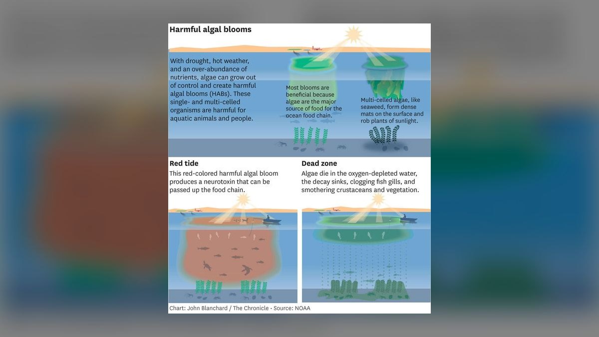 What causes algae blooms in aquariums and how do you stop them — figure 6