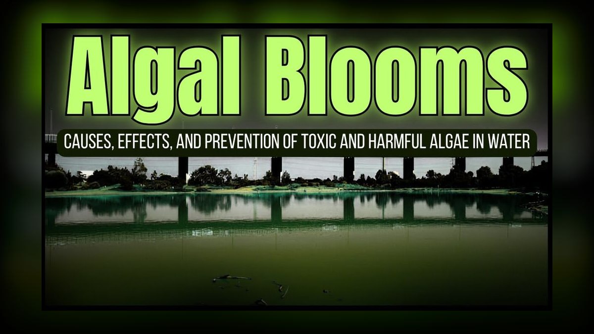 What causes algae blooms in aquariums and how do you stop them — figure 7