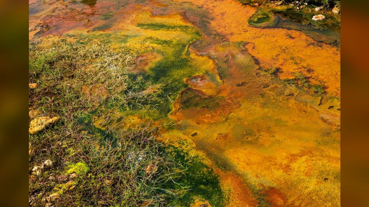 What causes algae blooms in aquariums and how do you stop them?