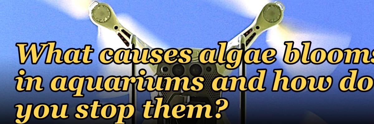 What causes algae blooms in aquariums and how do you stop them?