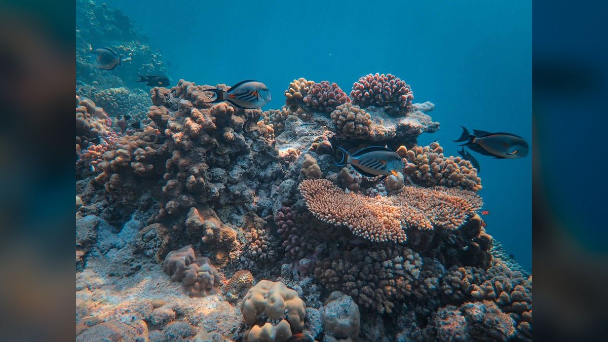 Top 10 RO/DI Systems for Reef Keepers in 2027 — figure 4
