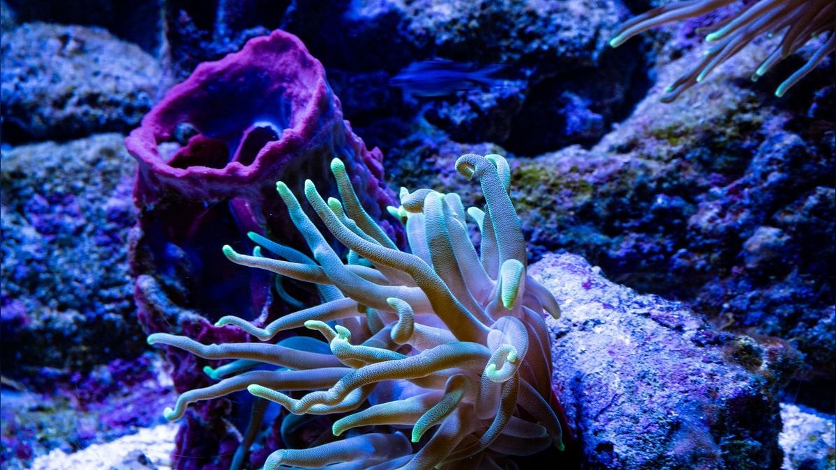 Top 10 RO/DI Systems for Reef Keepers in 2027