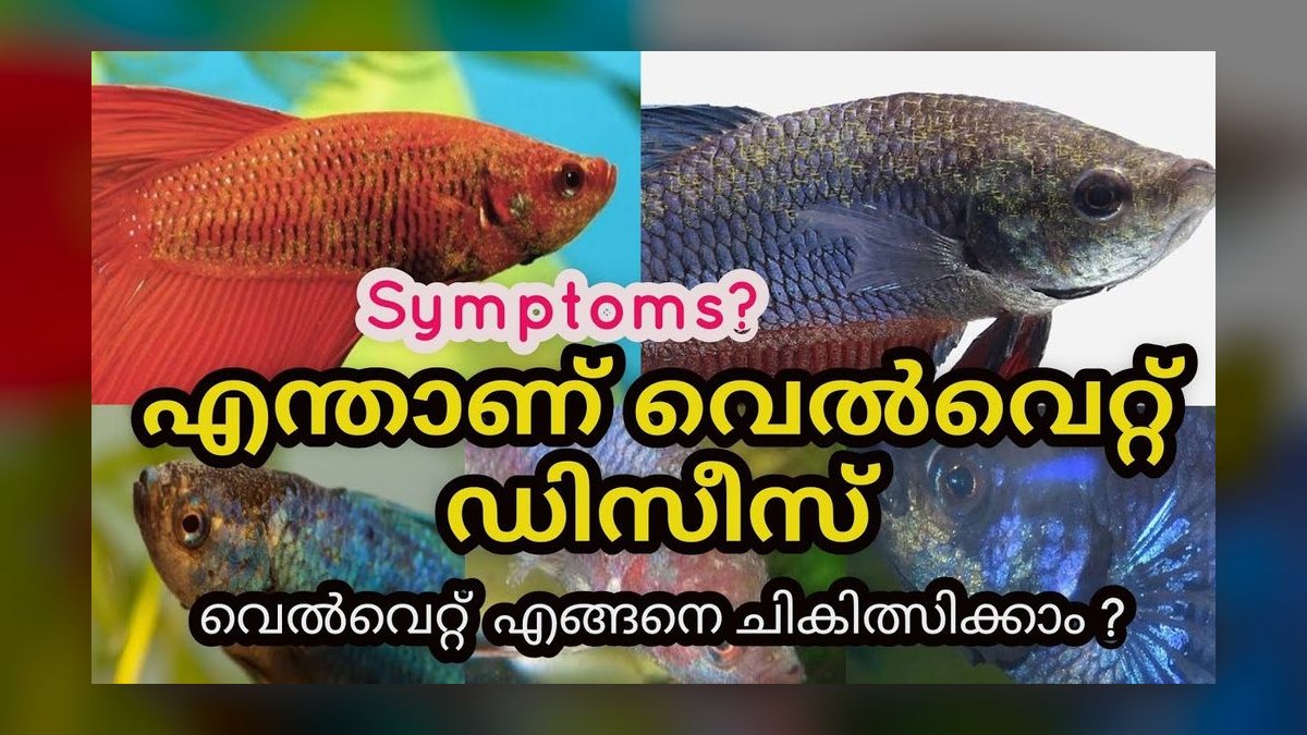 How do you acclimate new fish to an aquarium — figure 8