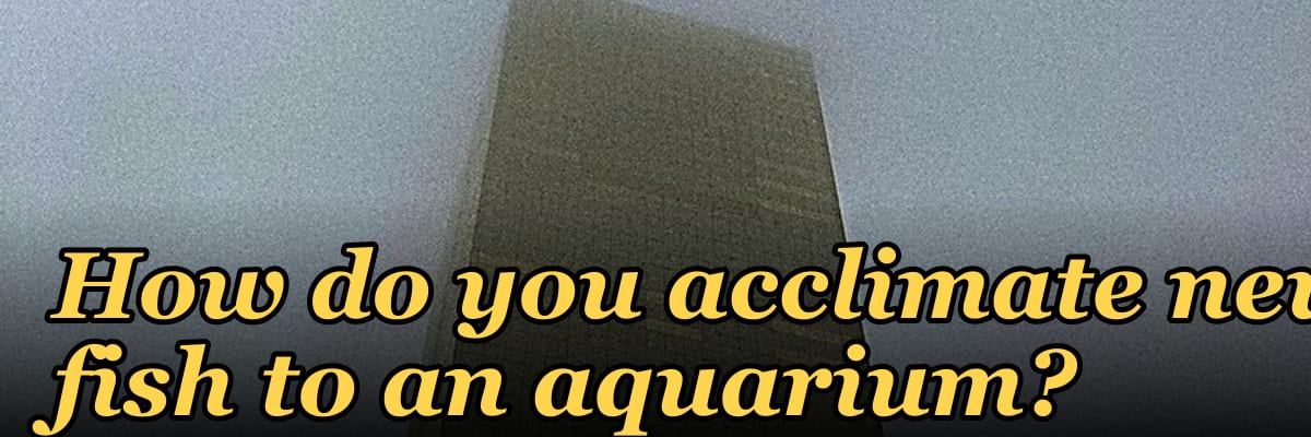 How do you acclimate new fish to an aquarium?