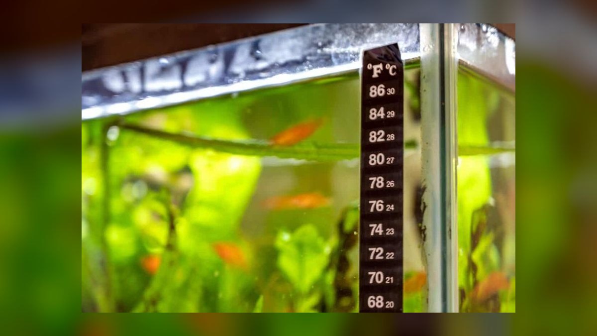 What is the ideal water temperature for a tropical community tank — figure 1
