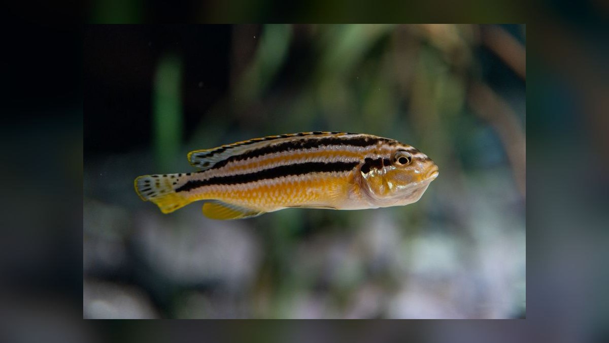 How do you set up a planted aquarium for beginners — figure 10