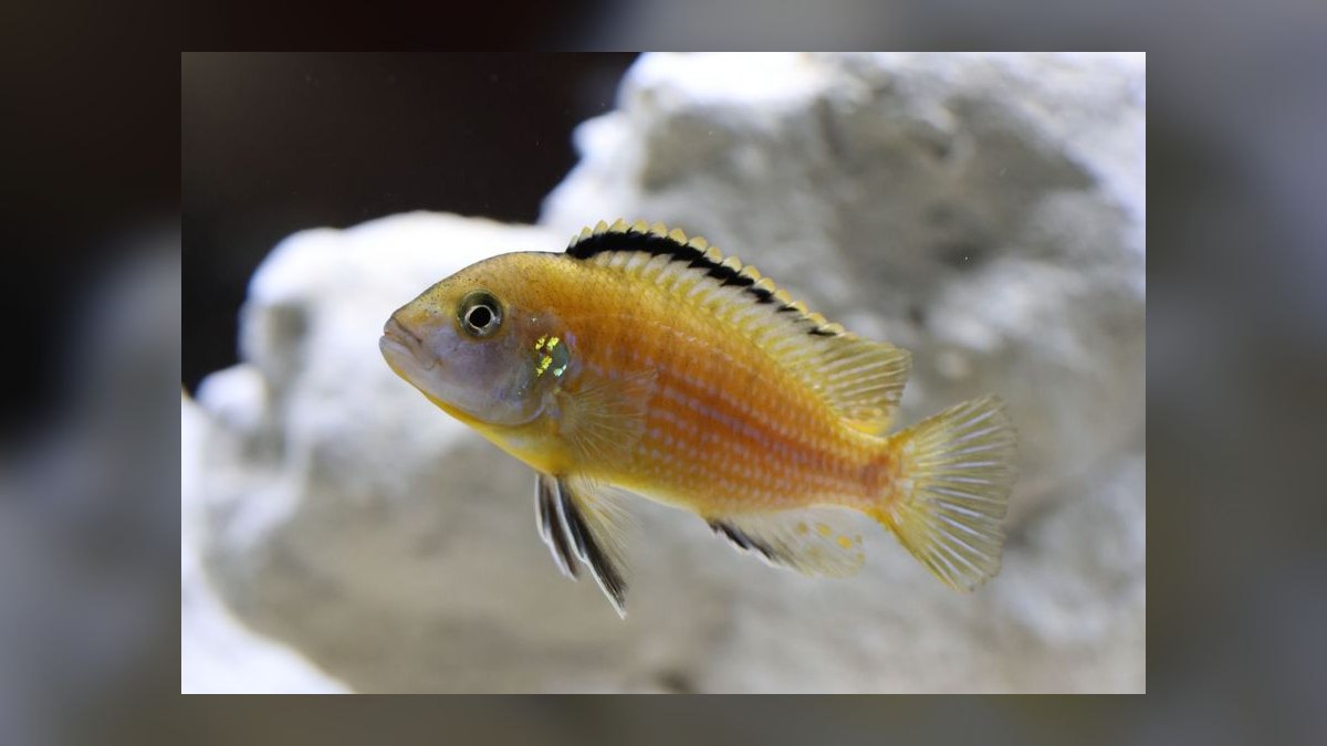 How do you set up a planted aquarium for beginners — figure 9