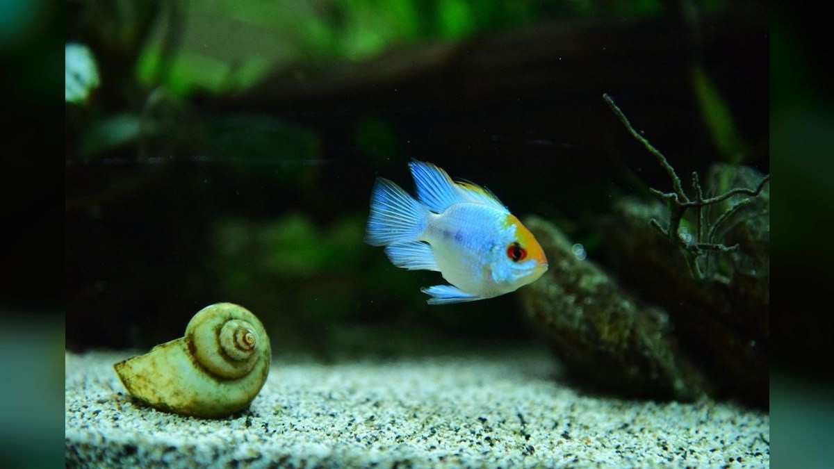 Top 10 CO2 Systems for Planted Aquariums in 2027
