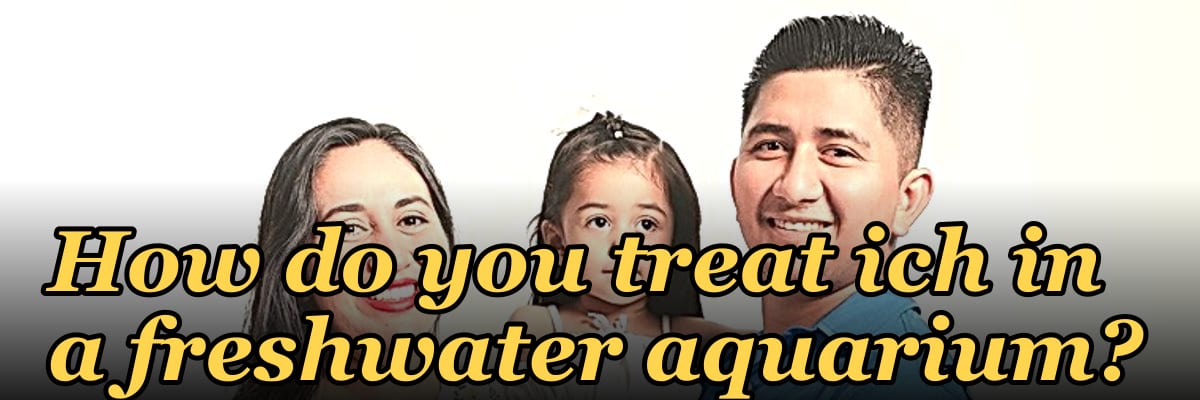 How do you treat ich in a freshwater aquarium?