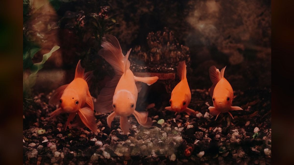 What size aquarium is best for beginners — figure 3