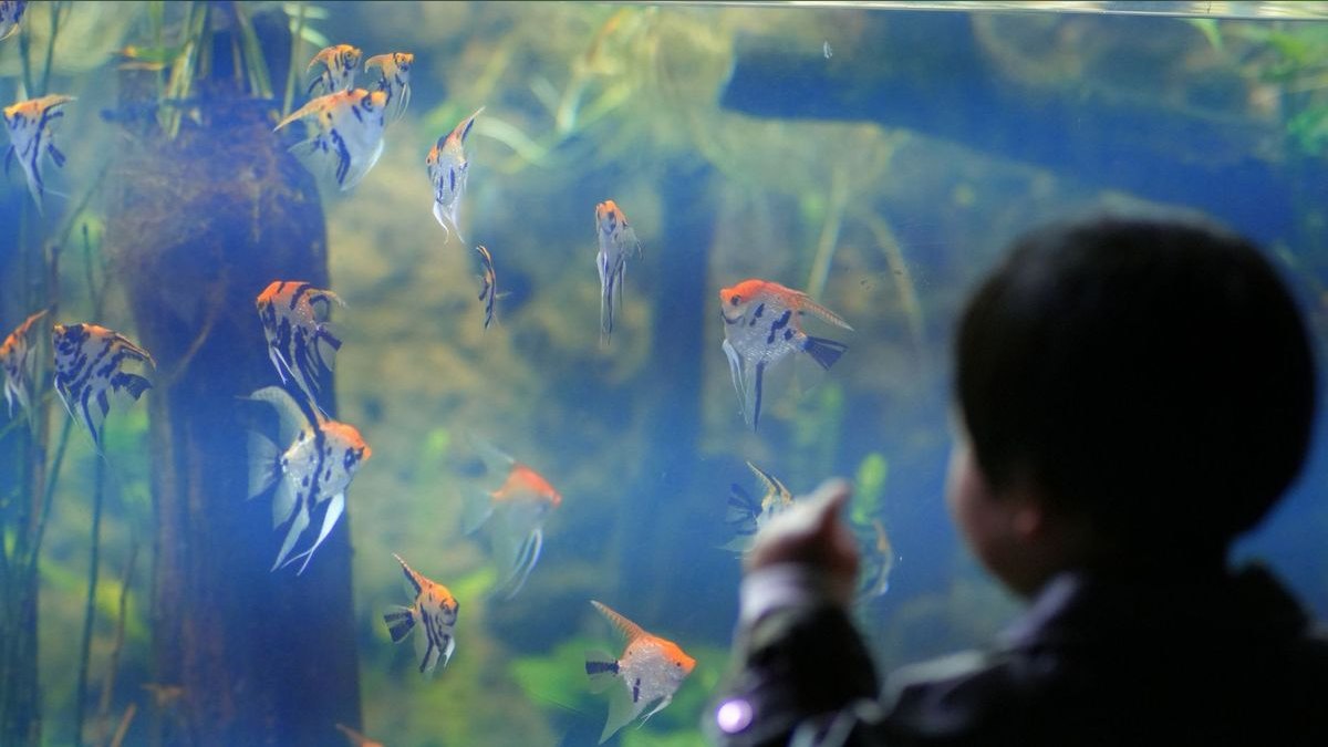 What size aquarium is best for beginners?