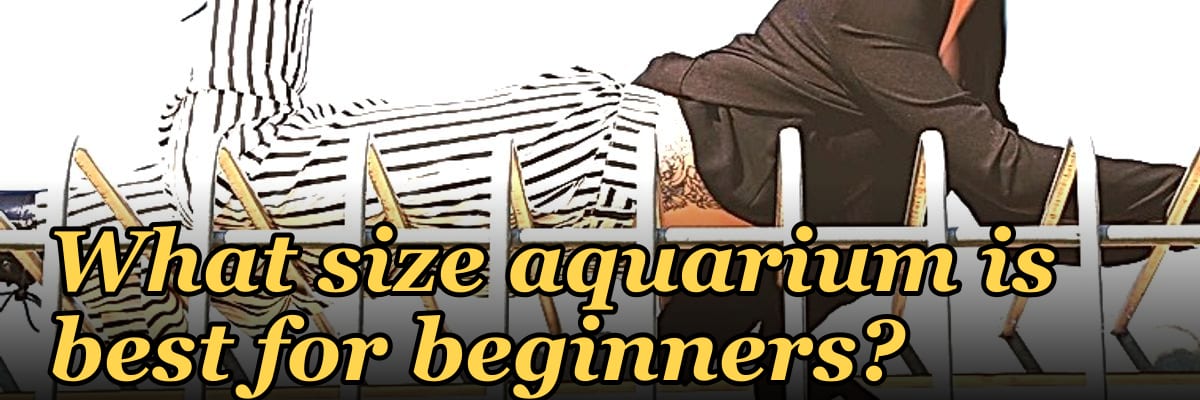 What size aquarium is best for beginners?