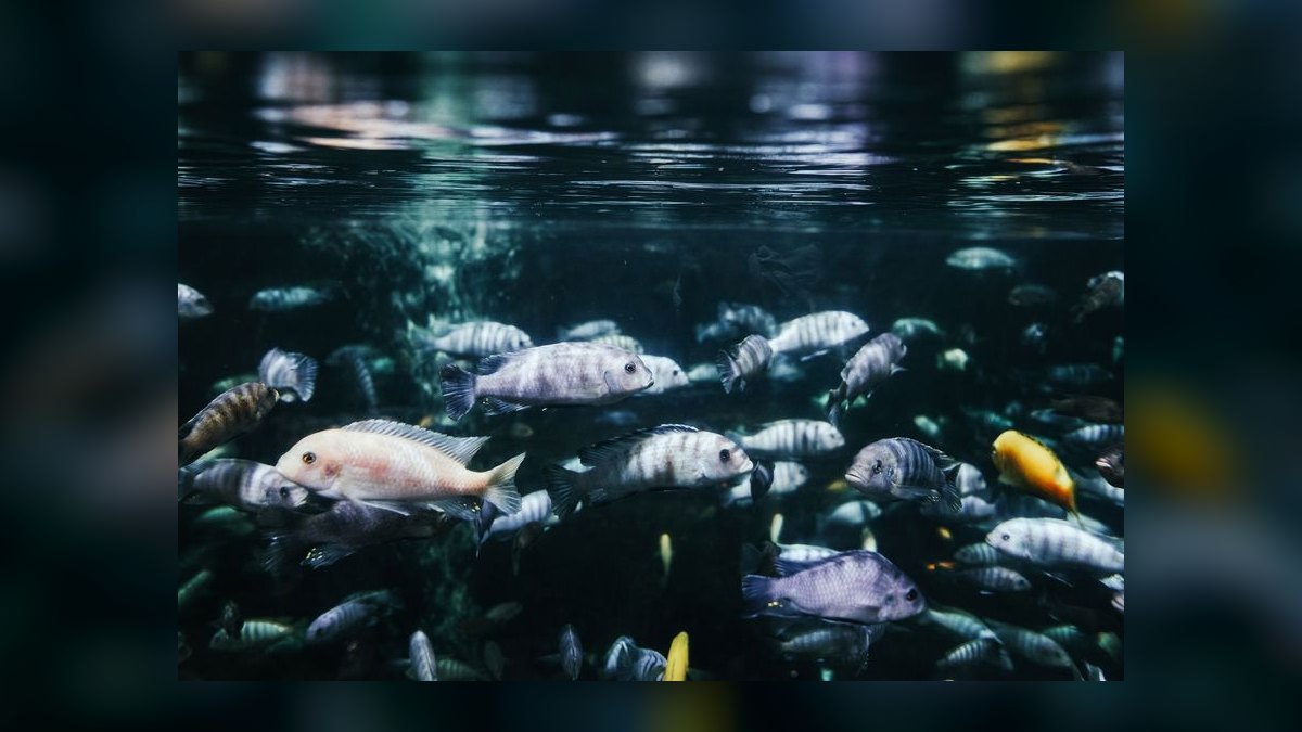 What are GH and KH and why do they matter in aquariums — figure 7
