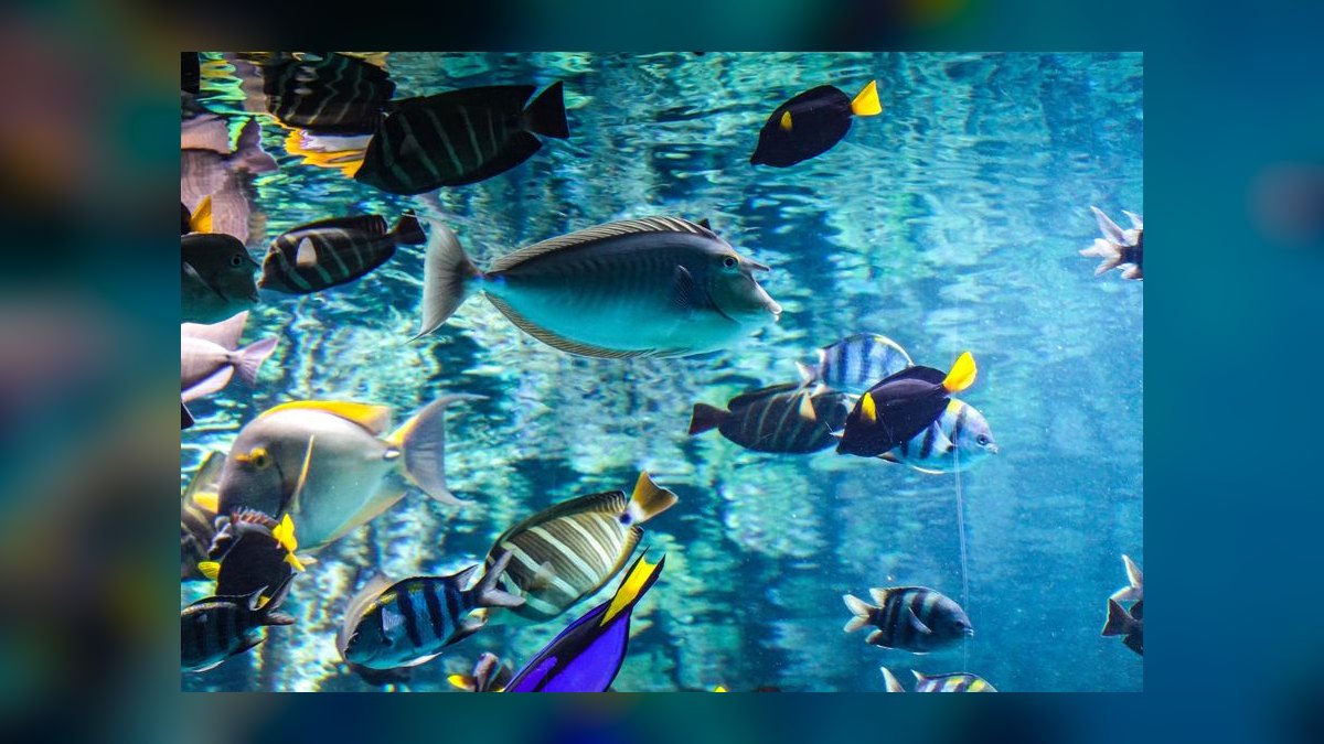 What are GH and KH and why do they matter in aquariums — figure 9