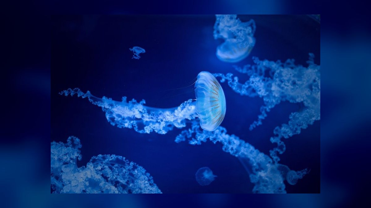 What are GH and KH and why do they matter in aquariums?