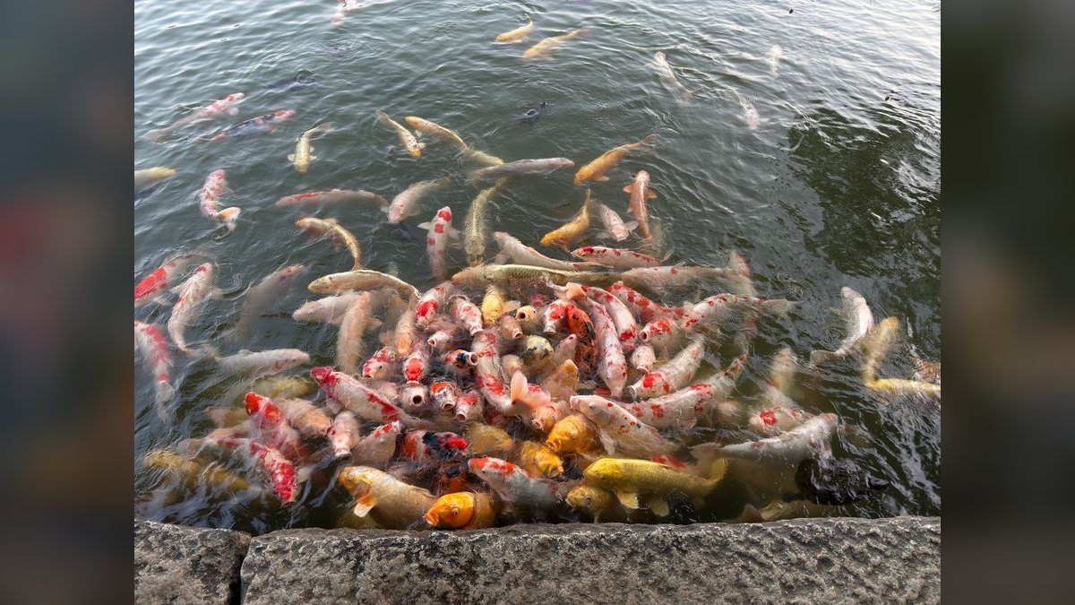 How do you prevent and treat fish fungal infections — figure 2