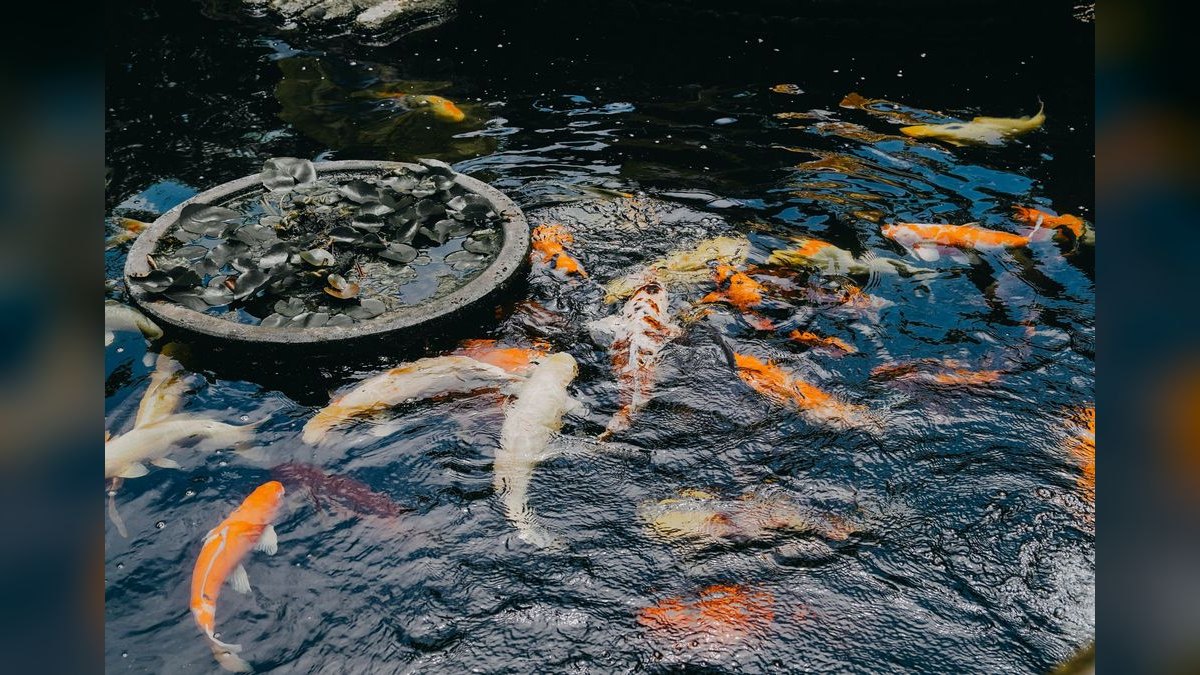 How do you prevent and treat fish fungal infections — figure 4