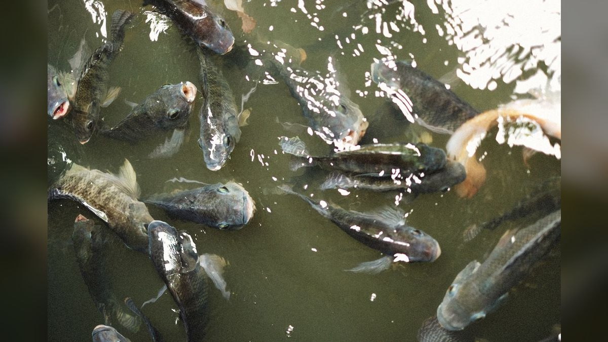 How do you prevent and treat fish fungal infections — figure 5