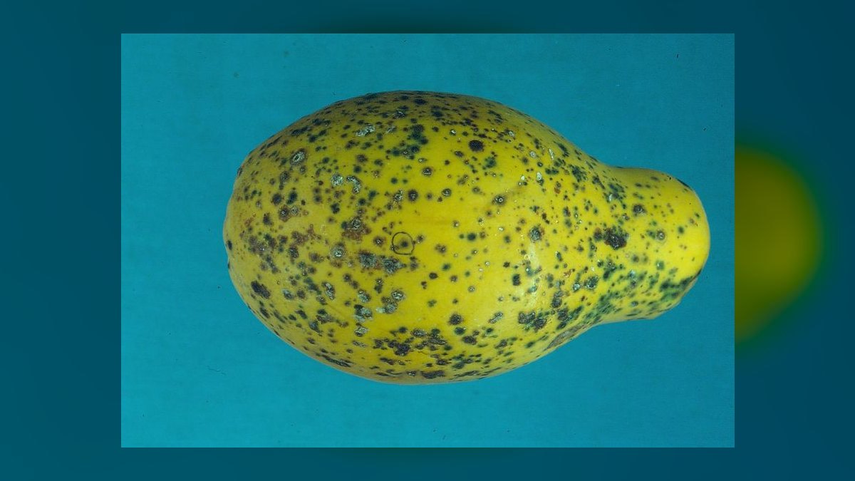 How do you prevent and treat fish fungal infections — figure 7