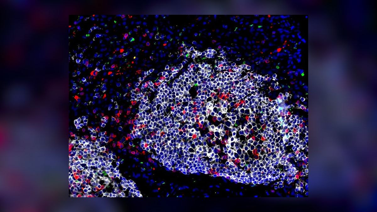 How do you prevent and treat fish fungal infections — figure 8