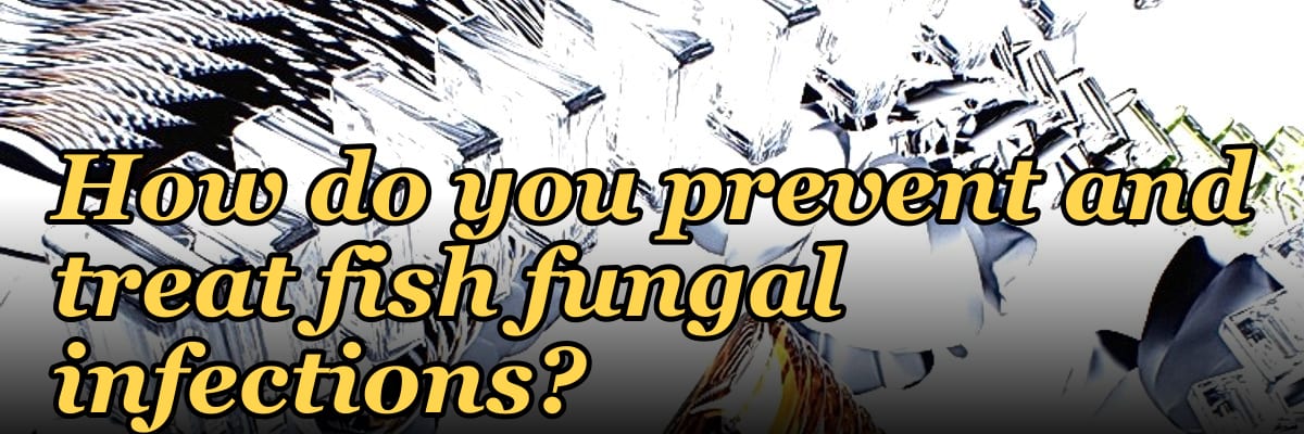 How do you prevent and treat fish fungal infections?