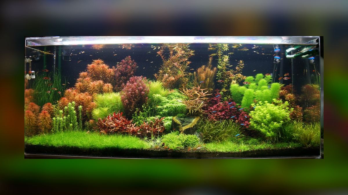 Top 10 Planted Tank Substrates in 2027 — figure 2