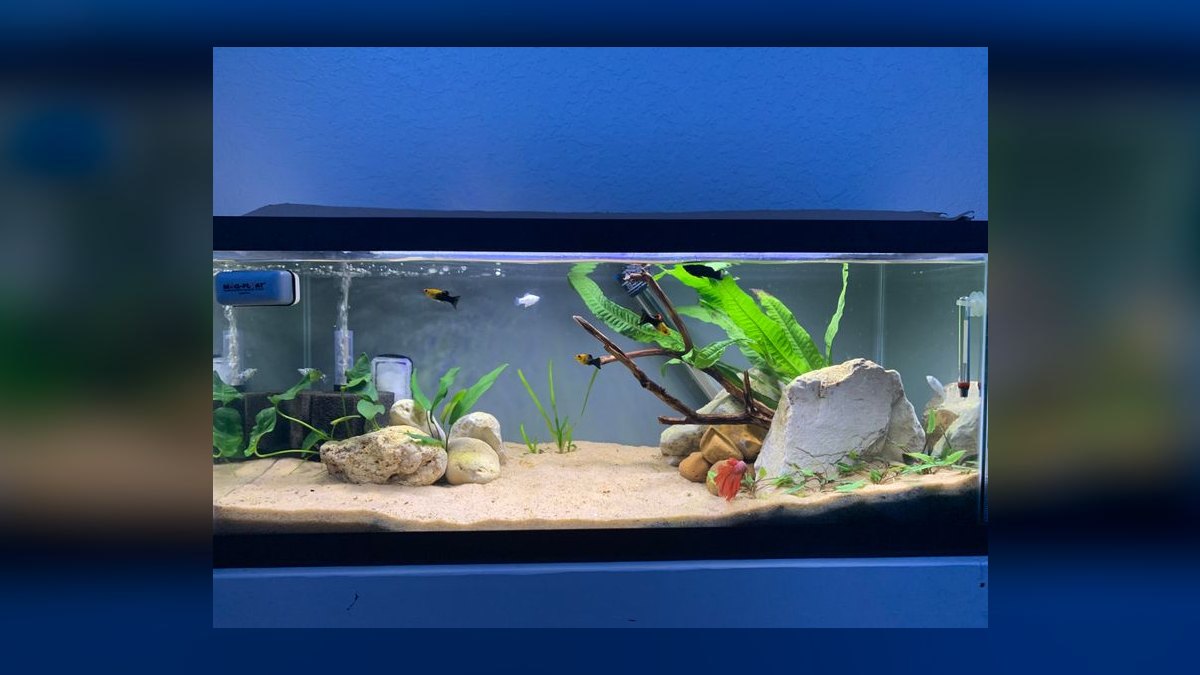 Top 10 Planted Tank Substrates in 2027 — figure 9