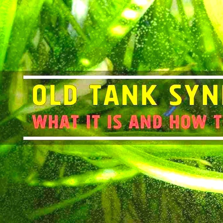 What is old tank syndrome and how do you avoid it?